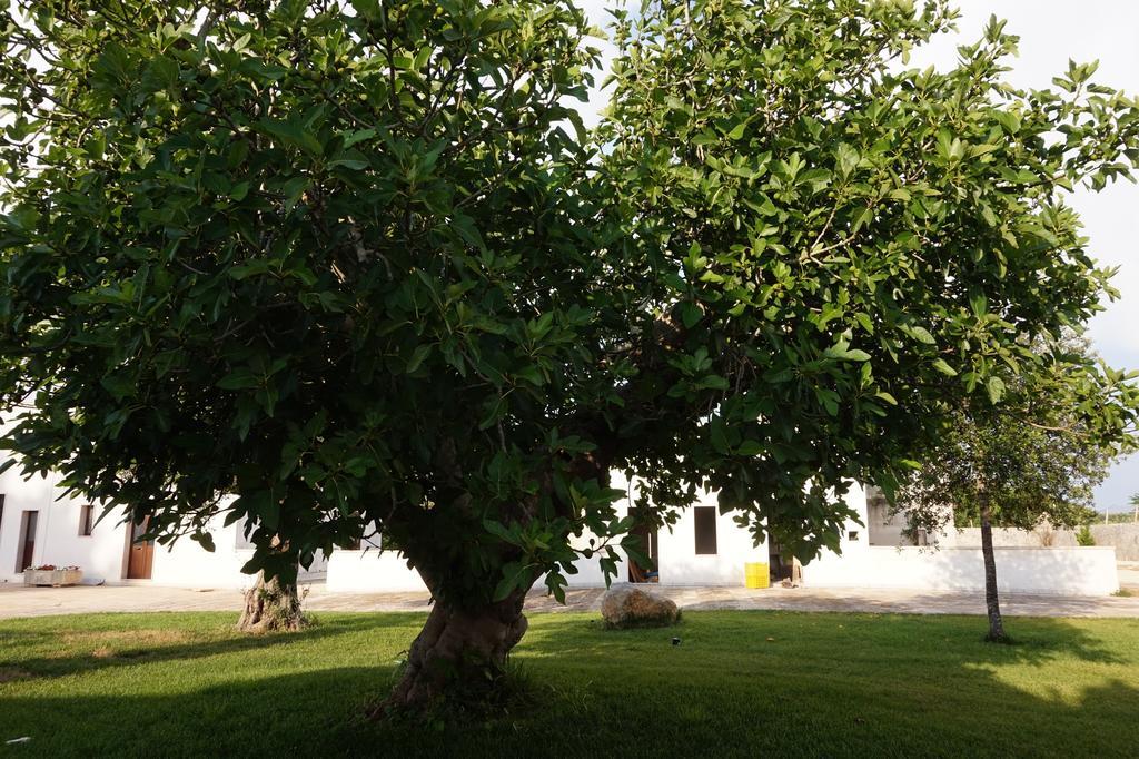 코페르티노 Masseria Pappo 빌라 외부 사진